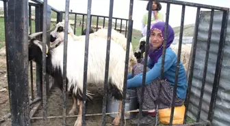 İftihar, Takdir ve Teşekkür Sevincini 2 Bin 500 Rakımlı Yaylada Yaşadılar