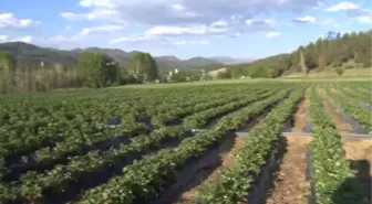 Çilek, Çiftçinin Tatlı Gelir Kapısı Oldu