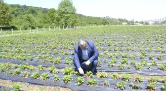 Çilek Hasadını Müşteriler Yapıyor