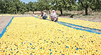 Nusaybin'de Kayısı Hasadı Başladı