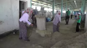 Girişimci Kadınlar, Besi Tesisi Kurdu
