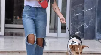 Hostes Gizem, Kazada Yaralanan Köpeğe Sahip Çıktı