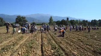 Ilgın'da Çiftçinin Çavdar Mesaisi Başladı