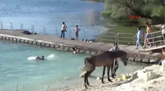 Şanlıurfa Fırat Nehri'nde Serinliyorlar