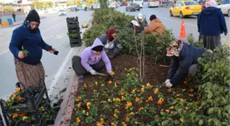 Tosya'da 20 Bin Çiçek Dikildi