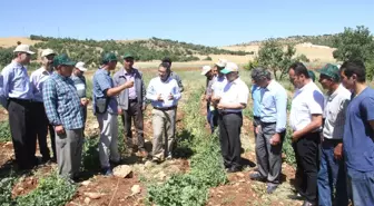 Diyarbakır'da Terör Bitti Tarım Canlandı