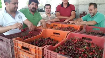 Pazarlar'da Kiraz Sezonu Başladı