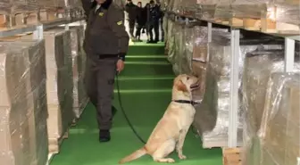 Bomba Köpekleri Artık 'Ulusal' Sertifikalı