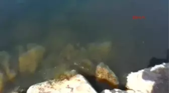 Izmir Karaburun'da Depremden Sonra Tsunami Yaşanmış