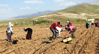 Kadın Işçilerin Ekmek Mücadelesi