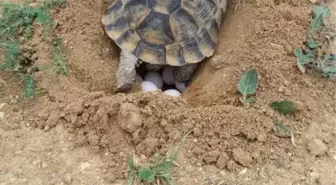 Kaplumbağalar Doğaya Yumurta Bırakmaya Başladı
