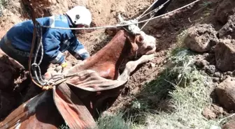 Kuyuya Düşen Inek Kurtarıldı