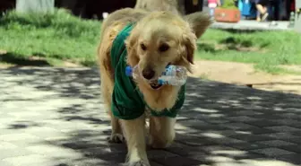 4 Ay Önce Barınağa Bırakılan Abdiş Köpek, Sokakta Çöp Topluyor