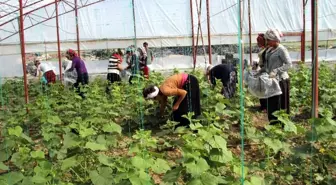 Kadın İşçilerin Ekmek Mücadelesi