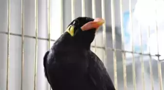 Operasyon ile Ele Geçirilen 'Konuşan Karga' Koruma Altına Alındı