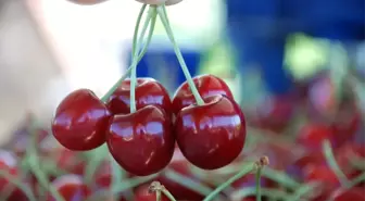 Tokat'tan Rusya'ya Kiraz İhracatı