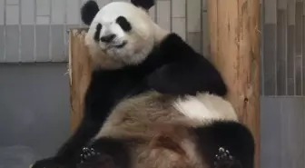 Tokyo'da 5 Yıl Sonra Dev Panda Doğdu