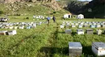 Bal Arılarının Yayla Yolculuğu