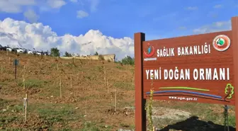 Yeni Doğan Ormanı' Sinop'ta Filizlendi