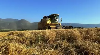 Çukurova'da Buğday Bereketi