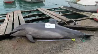 İstanbul Boğazı'nda Av Tüfeği ile Yunusu Katlettiler