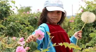 Isparta'da 8 Bin Ton Gül Çiçeği Rekoltesi Bekleniyor