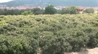 Isparta'da 8 Bin Ton Gül Çiçeği Rekoltesi Bekleniyor