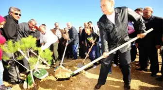 Moloz Deposuydu, Kent Ormanı Oluyor