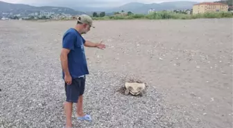 Alanya'da Caretta Caretta Katliamı İddiası