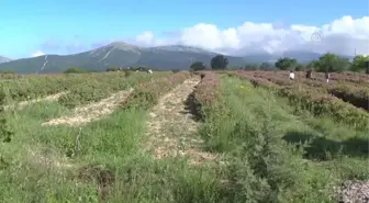 Aromatik Bitkiler' Turist Çekiyor