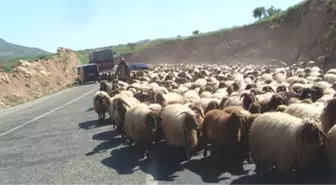 Biga'da 48 Adet Koyun Çalındı