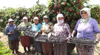 Böğürtlen Hasadı Başladı