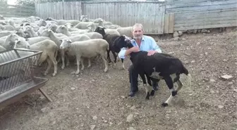 Çanakkale'den Çalınan Koyunlar Balıkesir'de Bulundu