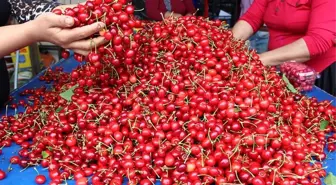 Demirci Kirazı' Üreticinin Yüzünü Güldürdü