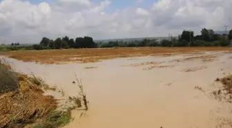 Manavgat'ta Etkili Olan Yağmur Yüzlerce Dönüm Ekili Araziye Zarar Verdi