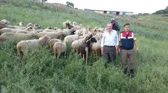 Biga'da Çalınan Hayvanlar Otlatılırken Bulundu