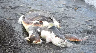 Caretta Caretta'Lar Ölmesin Diye Poşet Topladılar