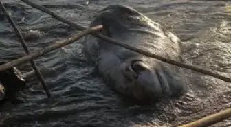 Hatay'da Beyaz Balinanın Kıyıya Vurması