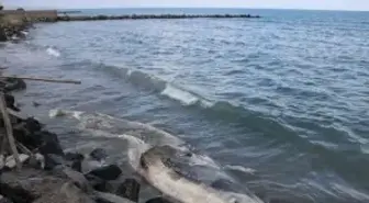 Hatay'da Beyaz Balinanın Kıyıya Vurması