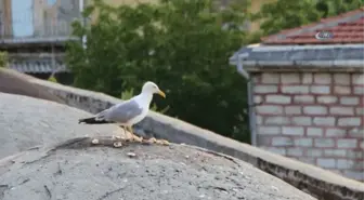 İstanbul'da Gün Batımında Mest Eden Görüntüler