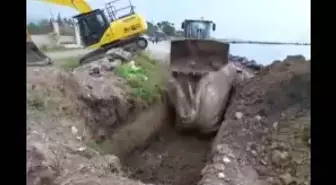 Kıyaya Vuran Ölü Balina Kepçe Yardımıyla Bulunduğu Yere Gömüldü