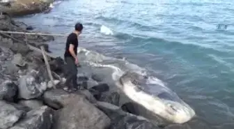 Nesli Tükenmekte Olan 20 Metrelik Balina Arsuz'da Kıyıya Vurdu