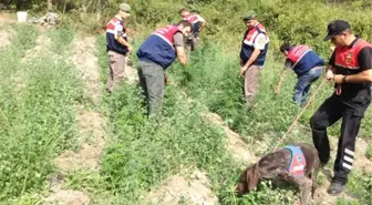 Manisa'da Uyuşturucu Operasyonu