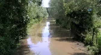 Sağanak Yağış Tarım Arazilerini Vurdu