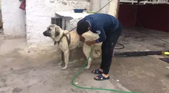 Aksaray Malaklısı Cinsi Çoban Köpeğinin Banyo Keyfi