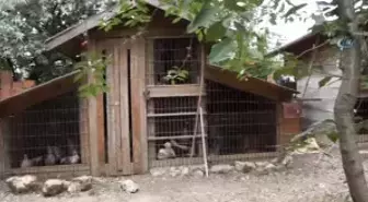 Milli Tavuk Irkları Koruma Altına Alınıyor