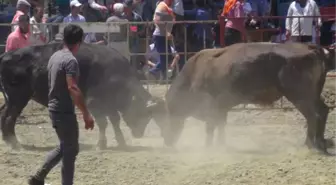 Boğalar, Cami Yararına Güreşti