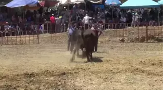 Germencik'te Boğa Güreşi Festivali