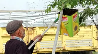 Binlerce Bal Arısını Yağ Tenekesine Doldurdu