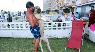 Dev Kangal Köpeğine Gözü Gibi Bakıyor